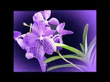 ORCHIDEES.pps