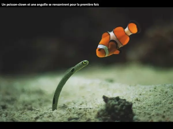 Photos Hallucinantes De La Nature Sauvage Pps Fichier Pps