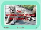Des animaux atteint de trisomie 21 par Lande.ppsx